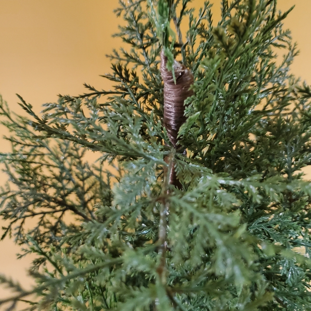 Fake Plant - Picture 3 of 6